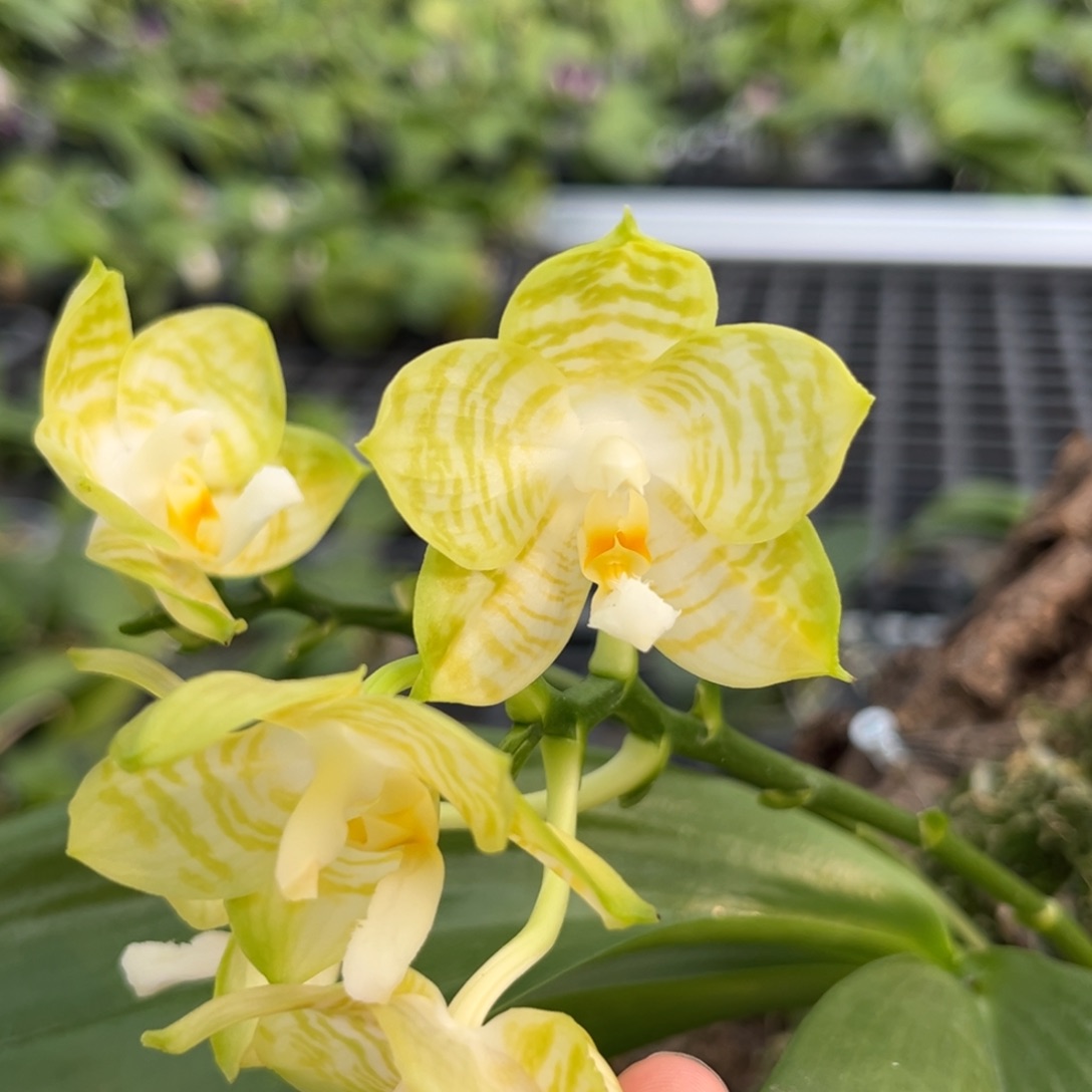 完全开放板值弥陀白老虎开花株