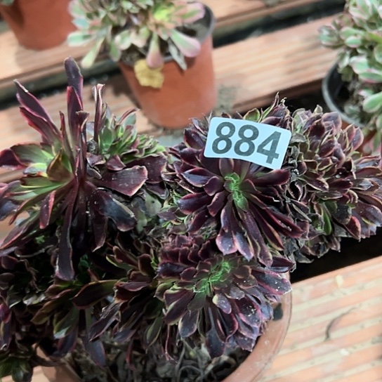 老***孙多肉植物一个欧嘉莉884