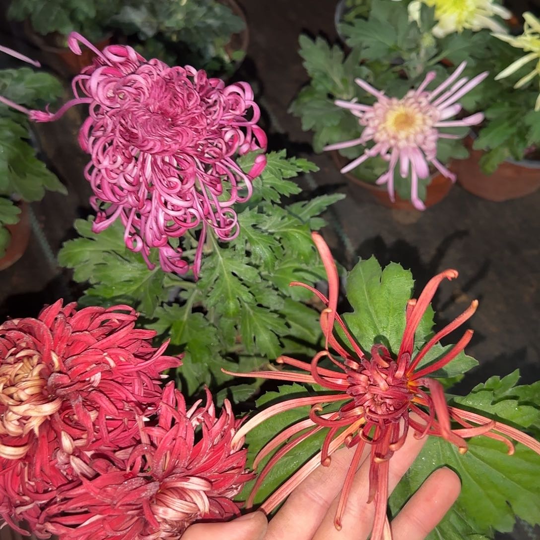 全部花朵M22222222