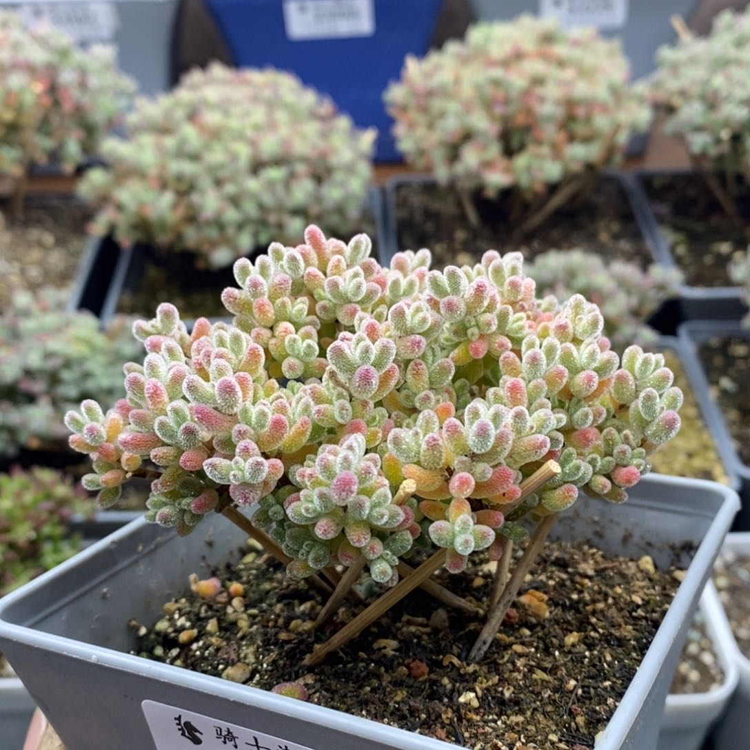 2163实生精控优选冰晶