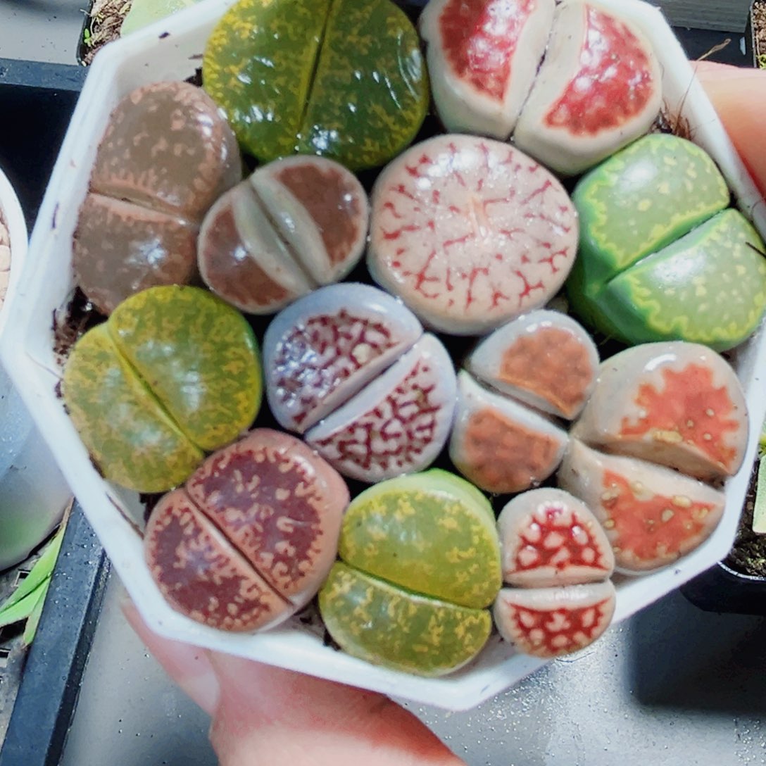 生石花多肉植物6666