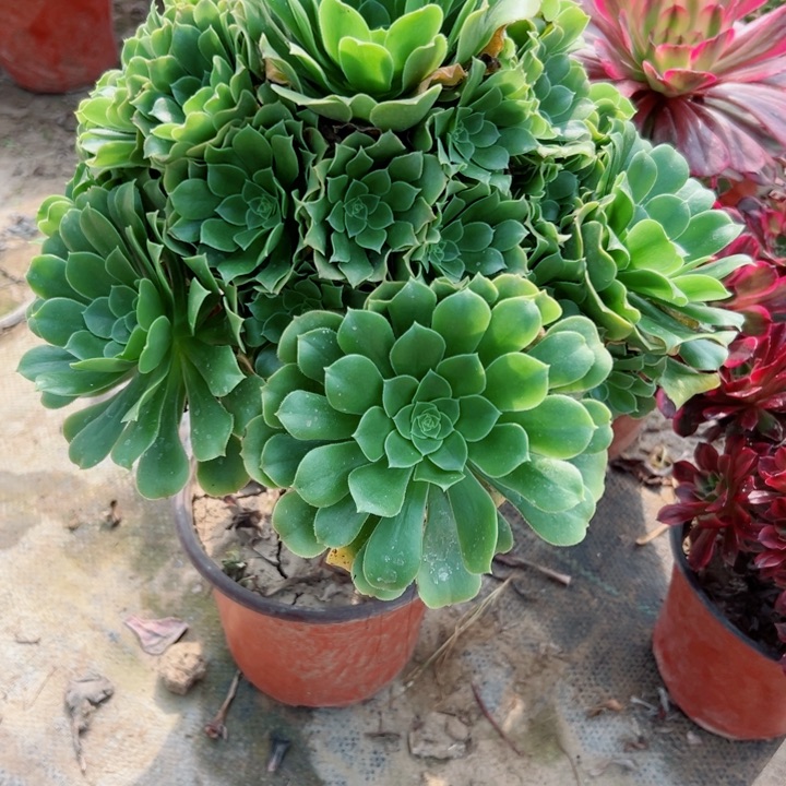 956绿羊绒多肉植物