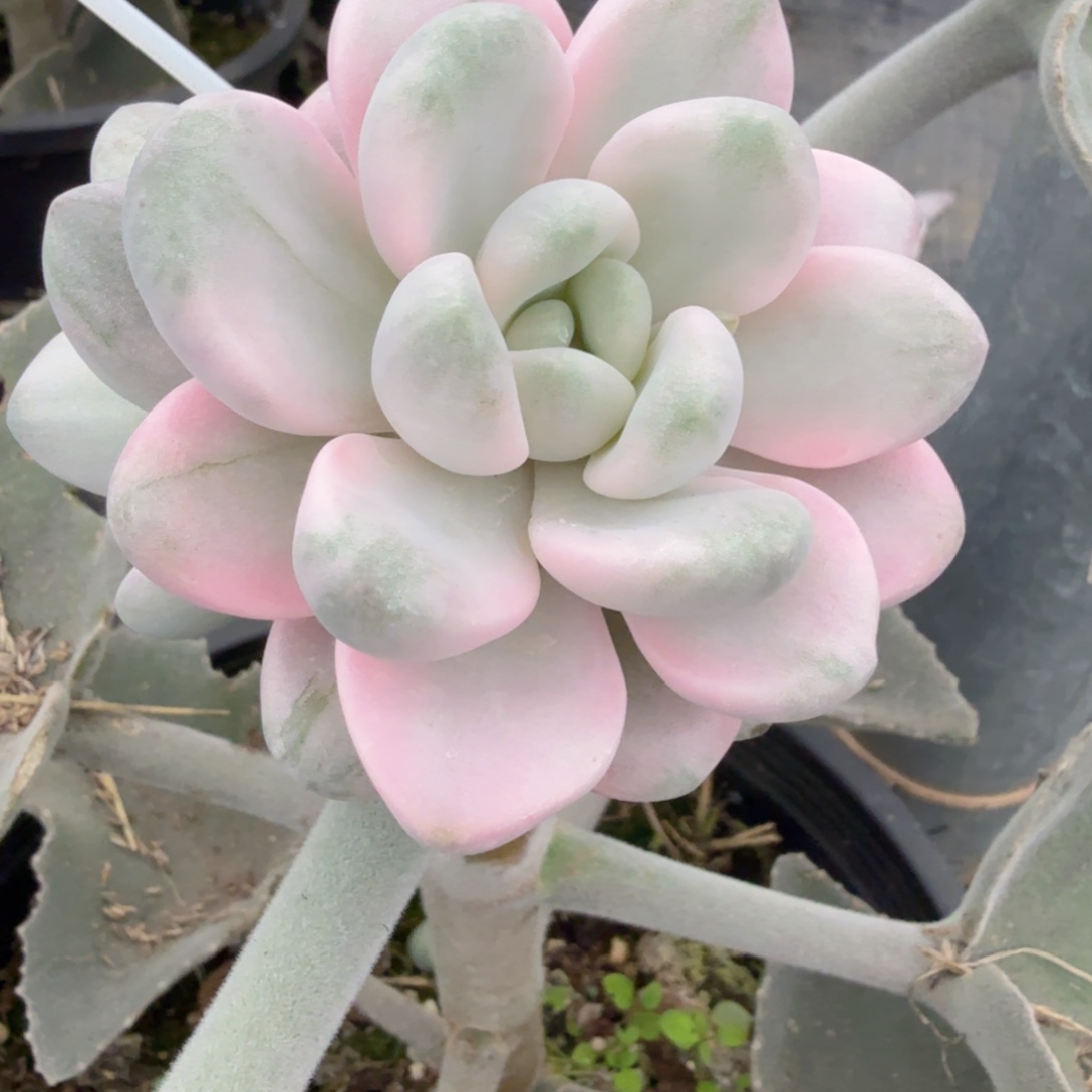 双头花斑鹿安吉园艺锦