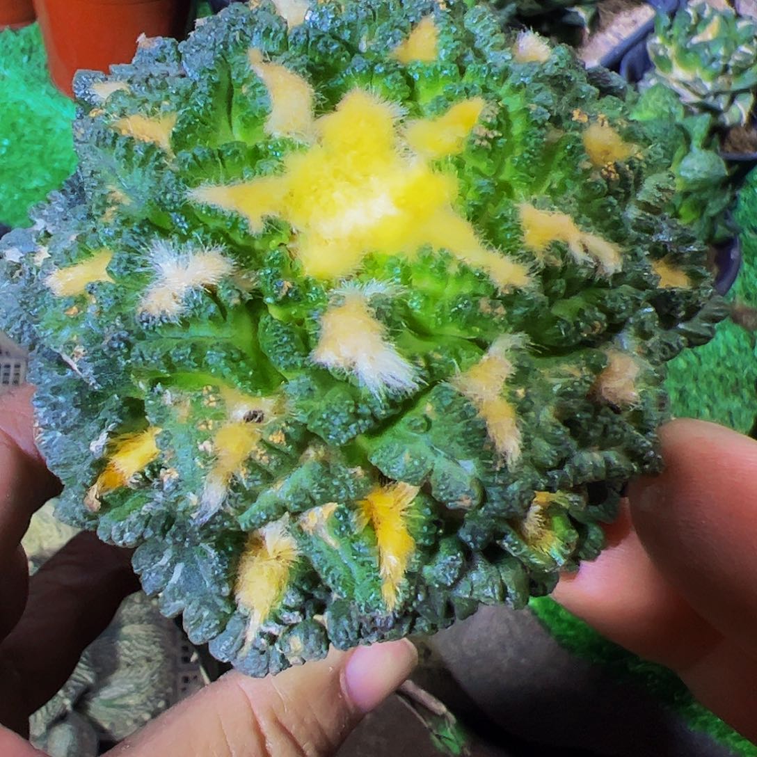 无花朵隔尤龟甲牡丹带两个侧芽552