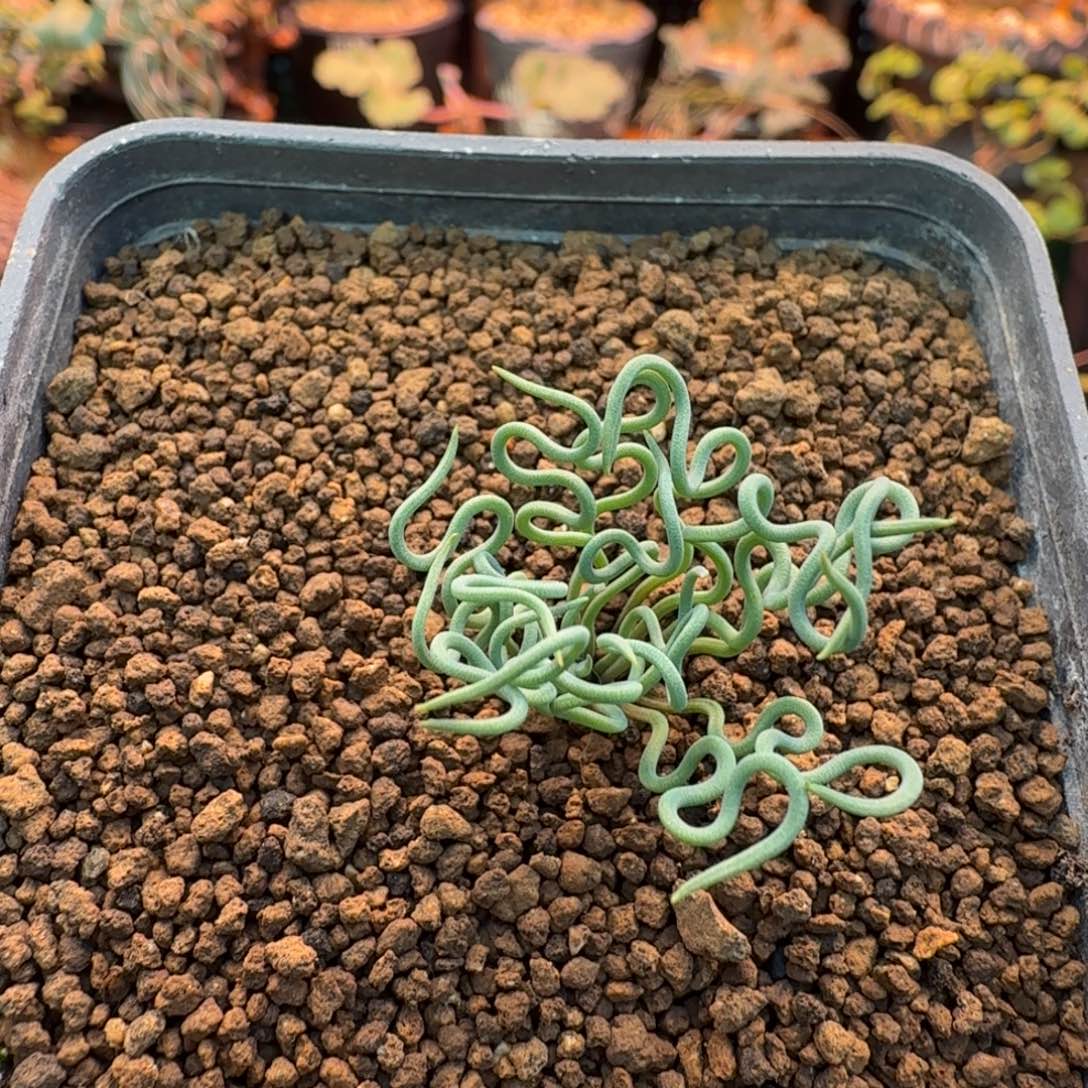 方便面弹簧草255 仙人球
