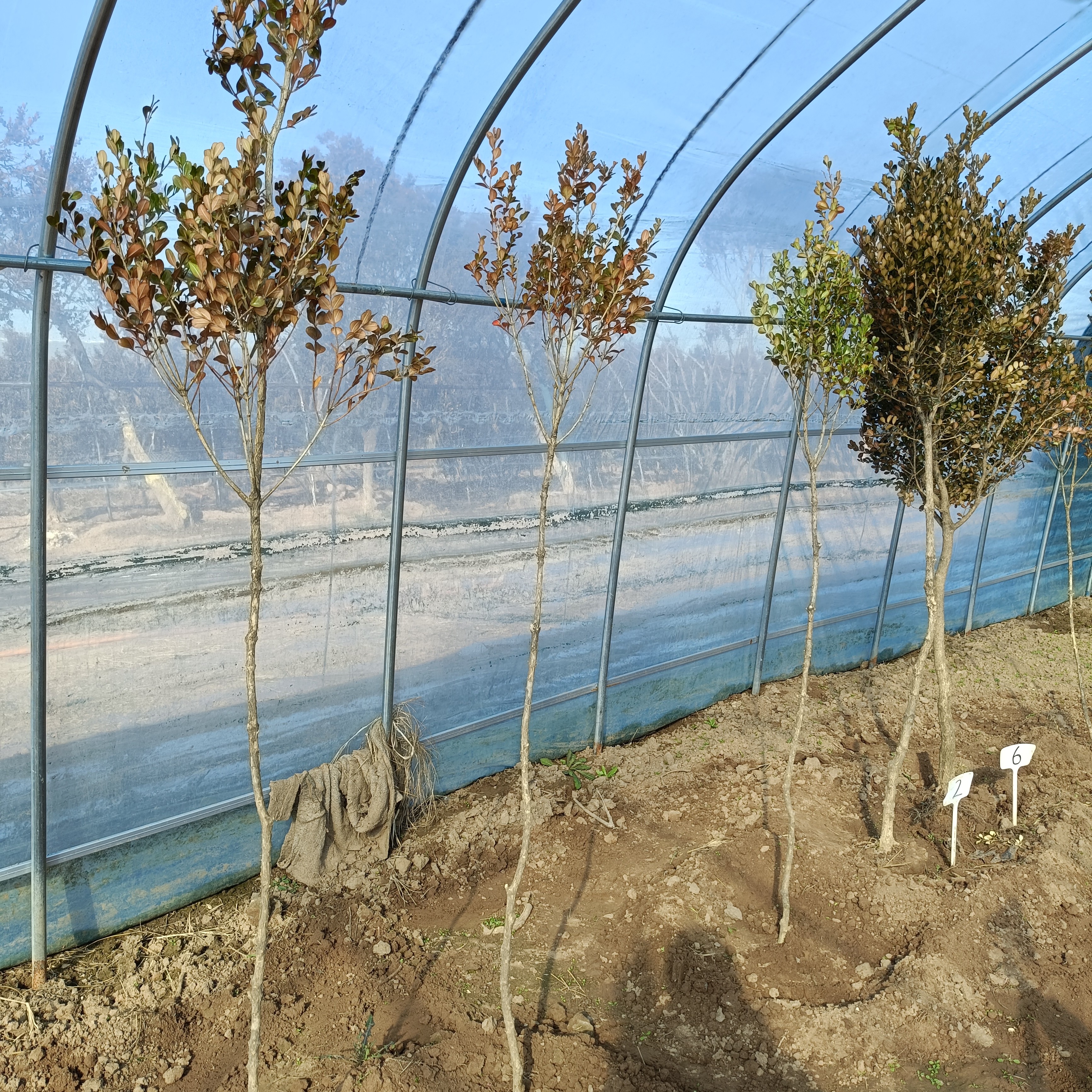 瓜子黄杨树小苗高1.5-1.8米