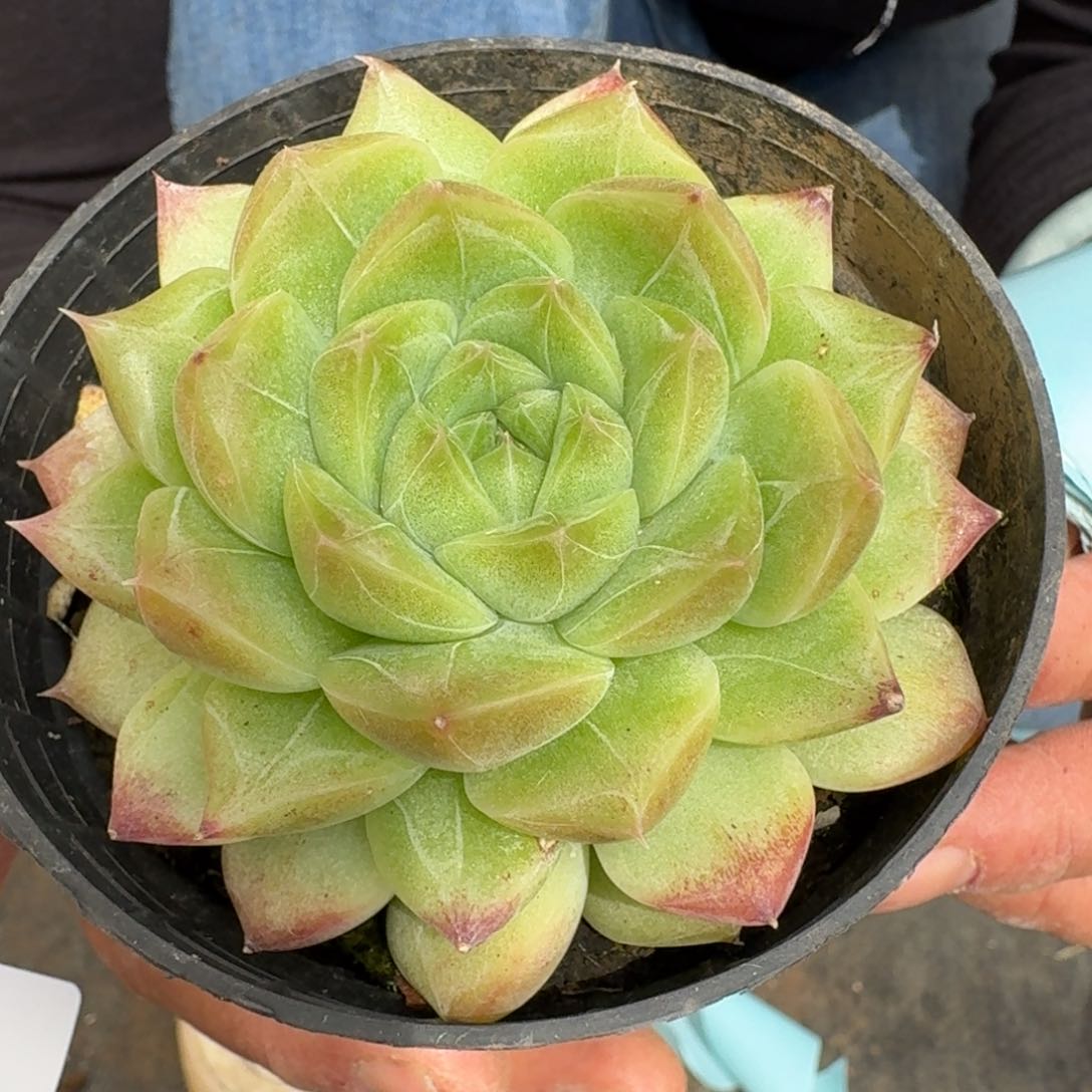 多肉杂交一物一拍25-155