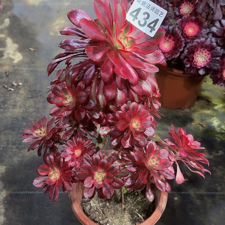 红陶434香奈多肉