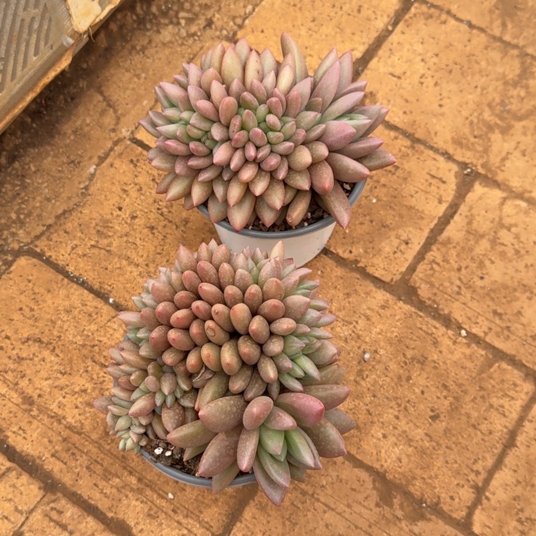 发货多肉植物链接