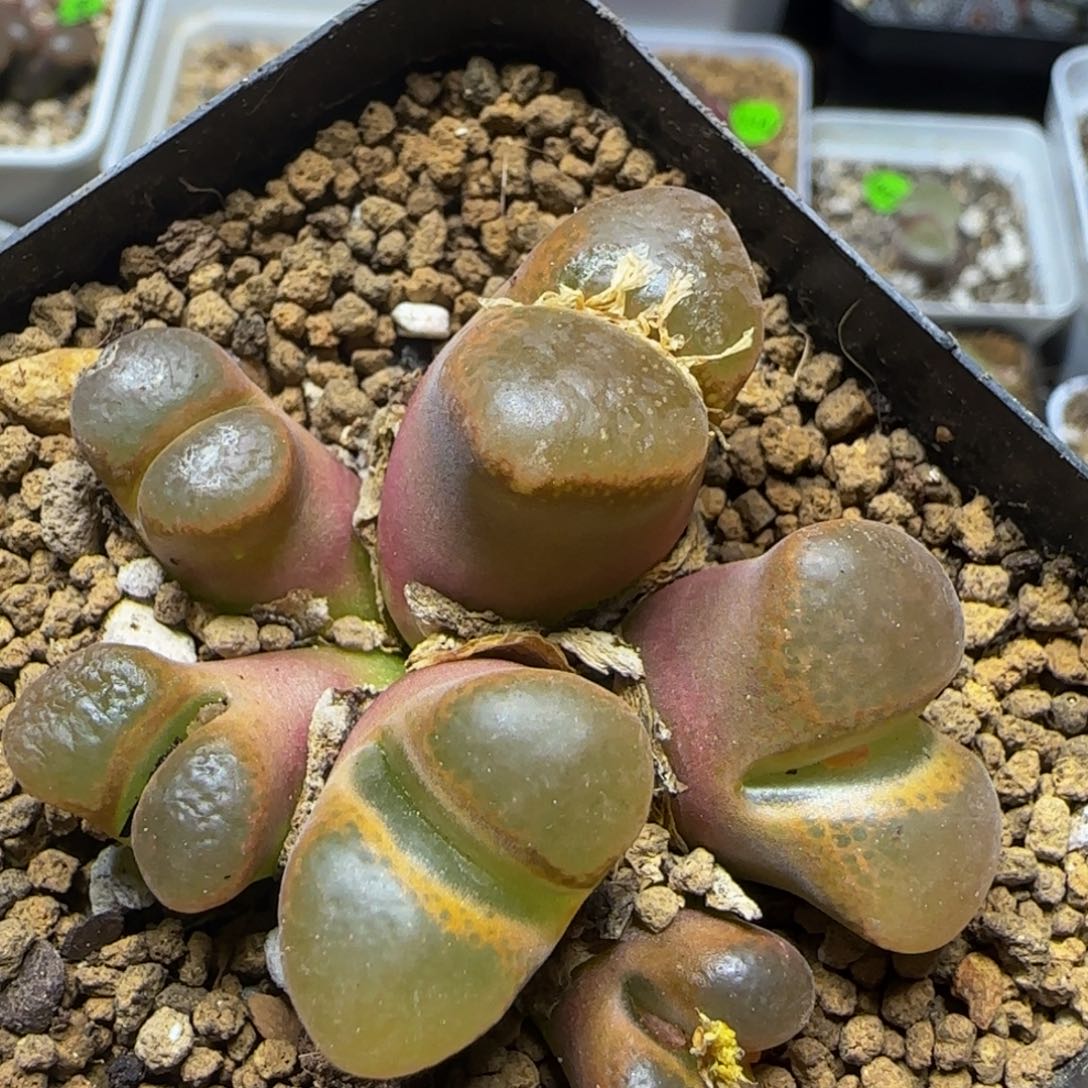 风铃群六头多肉312