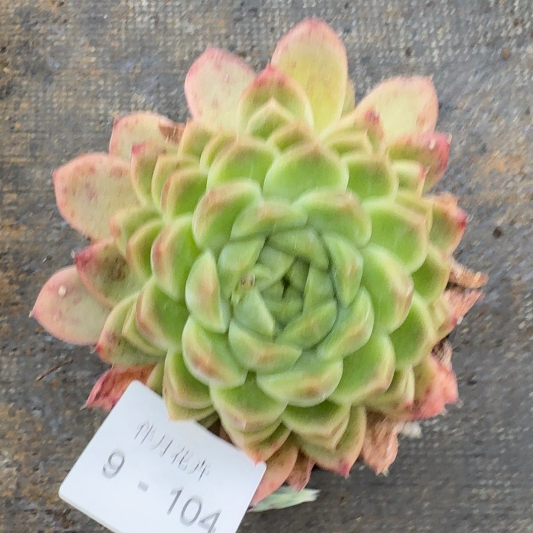 多肉杂交一物一拍9-104