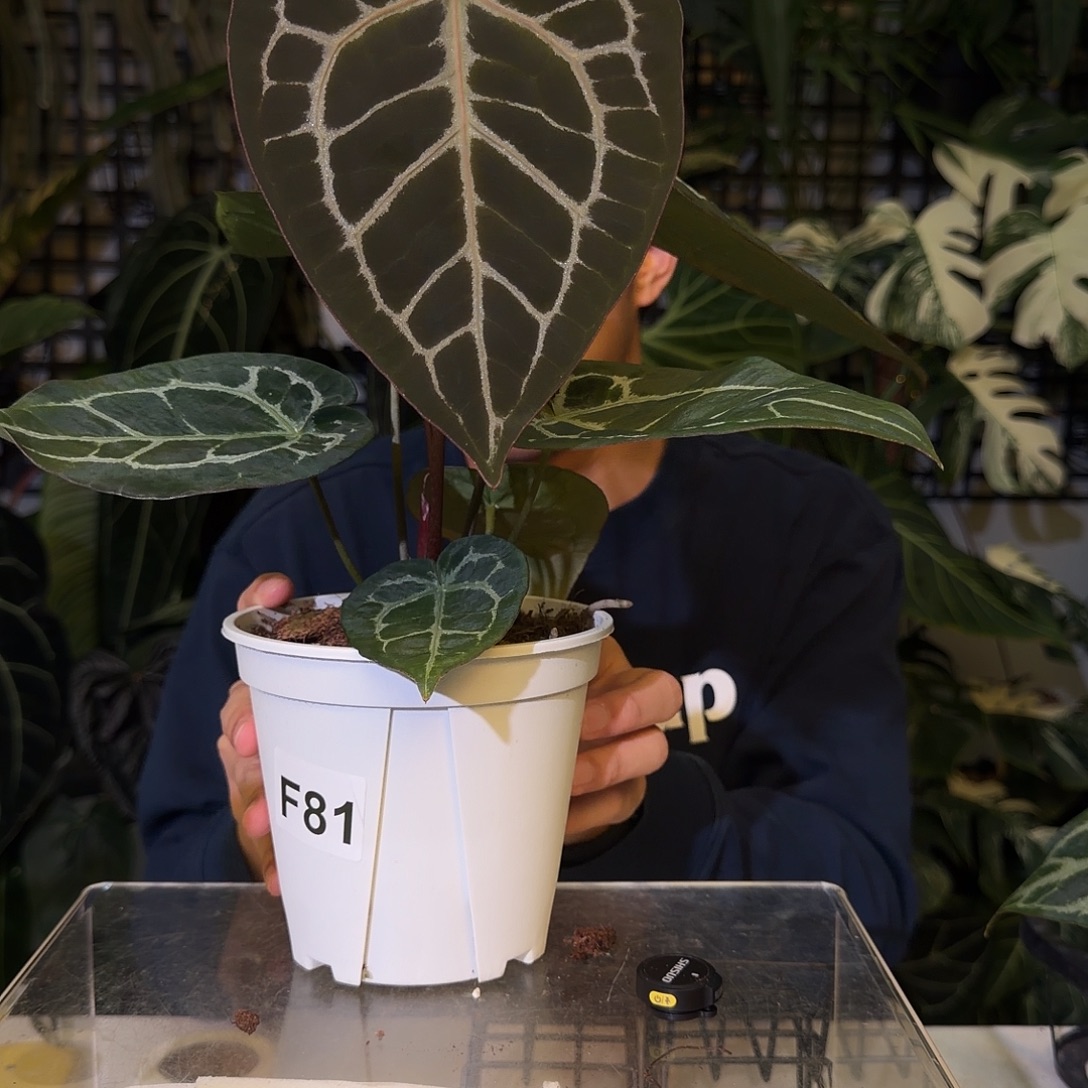 完全开放H19 神奇男孩杂红铜