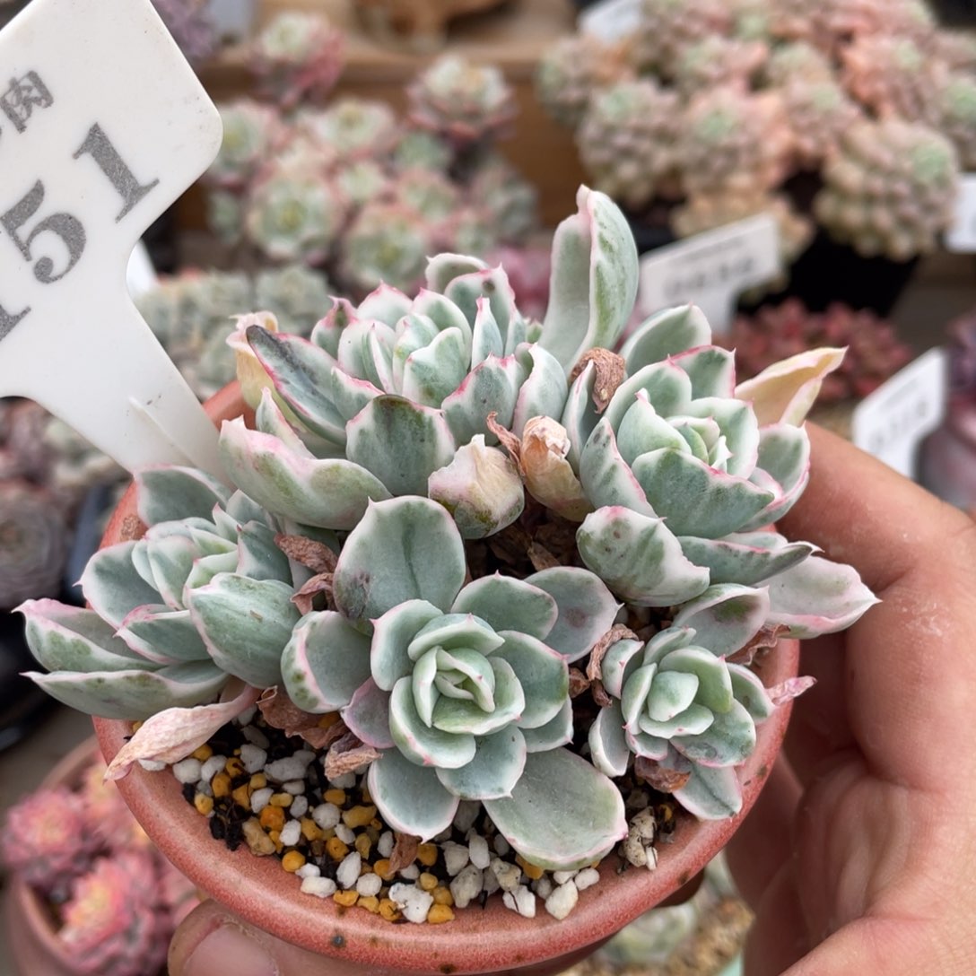 0151伯克利锦不带盆9厘米有砍