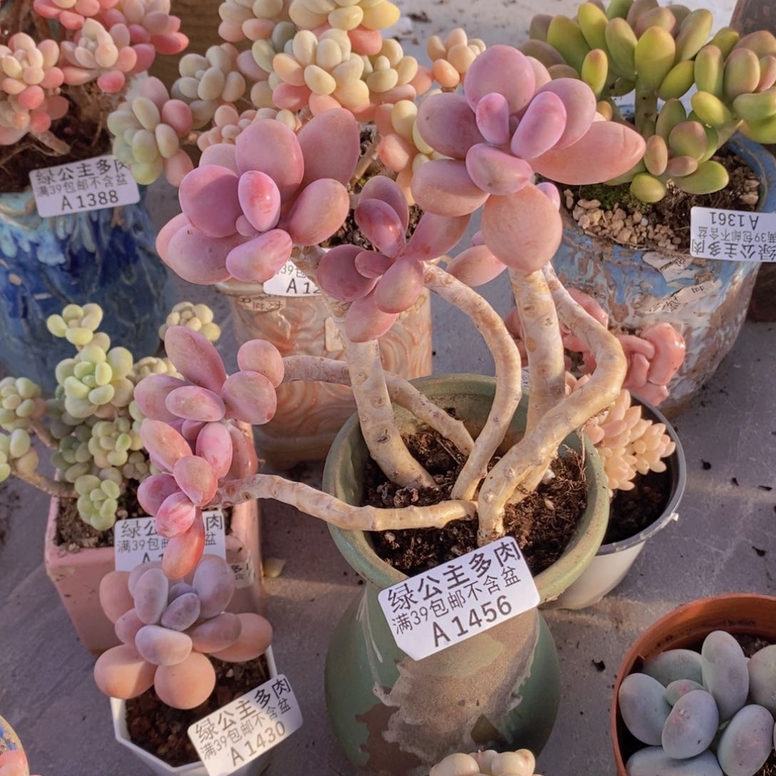 糖果桃蛋老桩12cm1456多肉植物