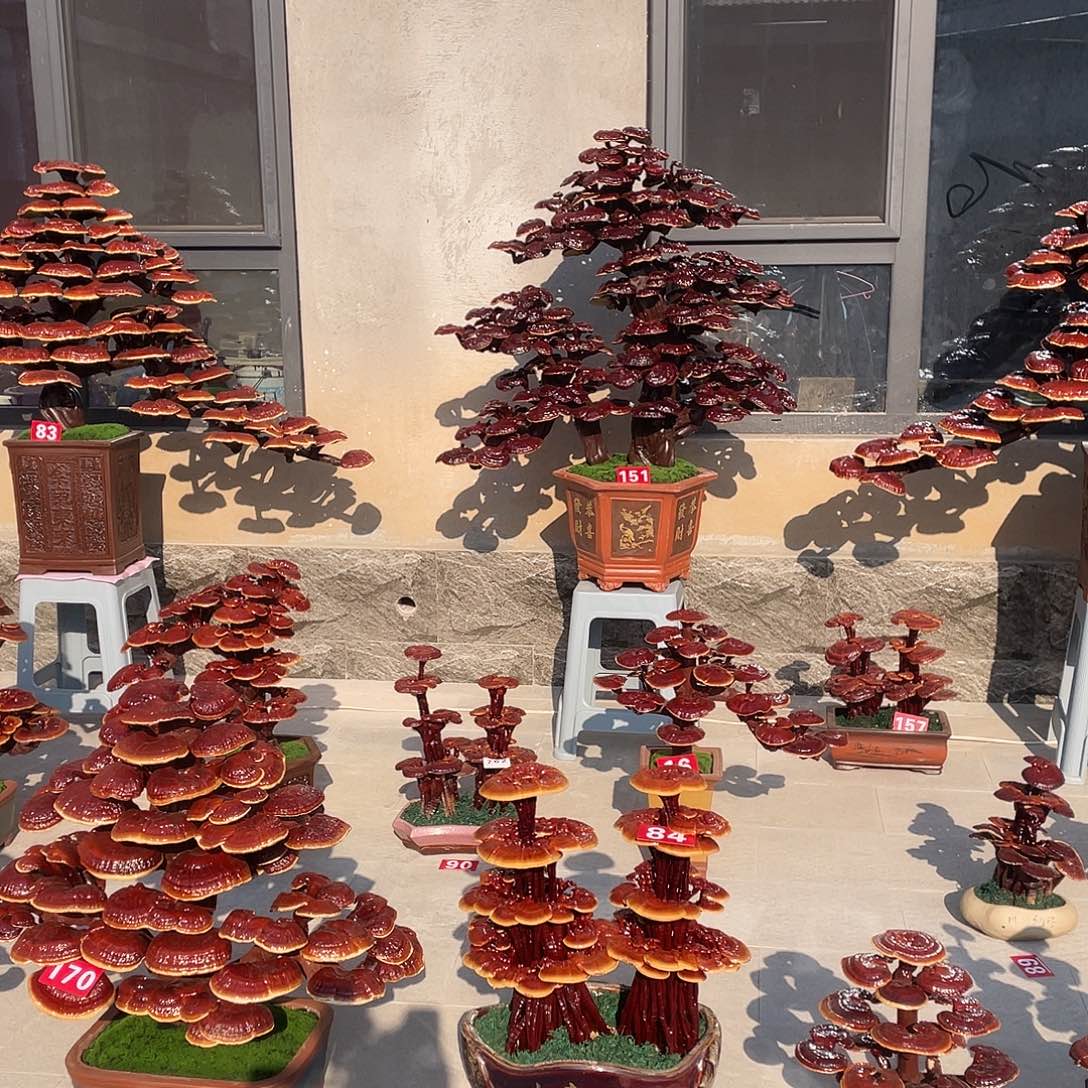 无花朵88888888888888888