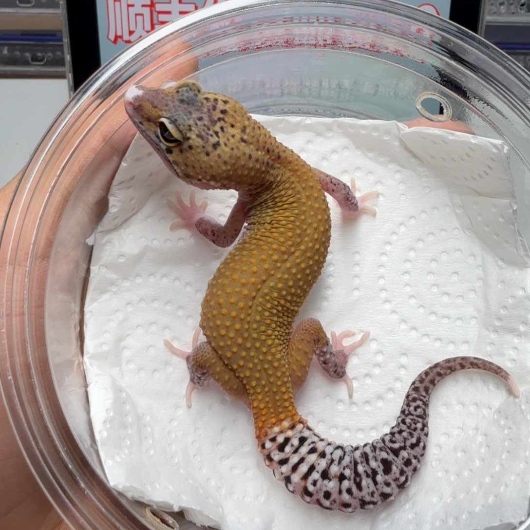 豹纹守宫日蚀妹妹