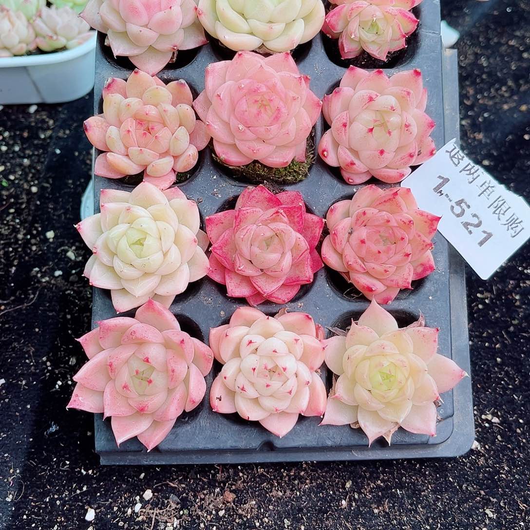 1-521 新疆西藏内蒙不发零度以下拍保温箱不包损