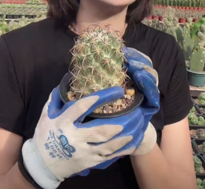 二妹园艺【 钢钉  自根  有干疤】默认脱土随机发货