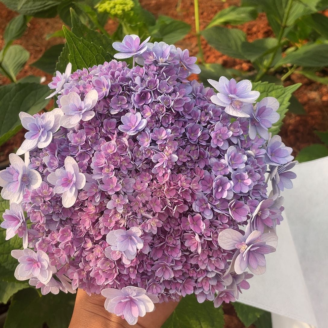 绣球切花一物一拍3枝包邮，24