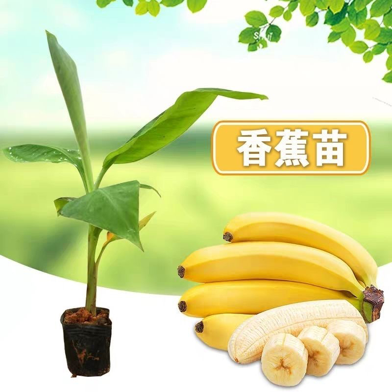 香蕉苗粉蕉苗广西本地香蕉苗粉蕉苗盆栽地栽好结果快包邮带土带叶