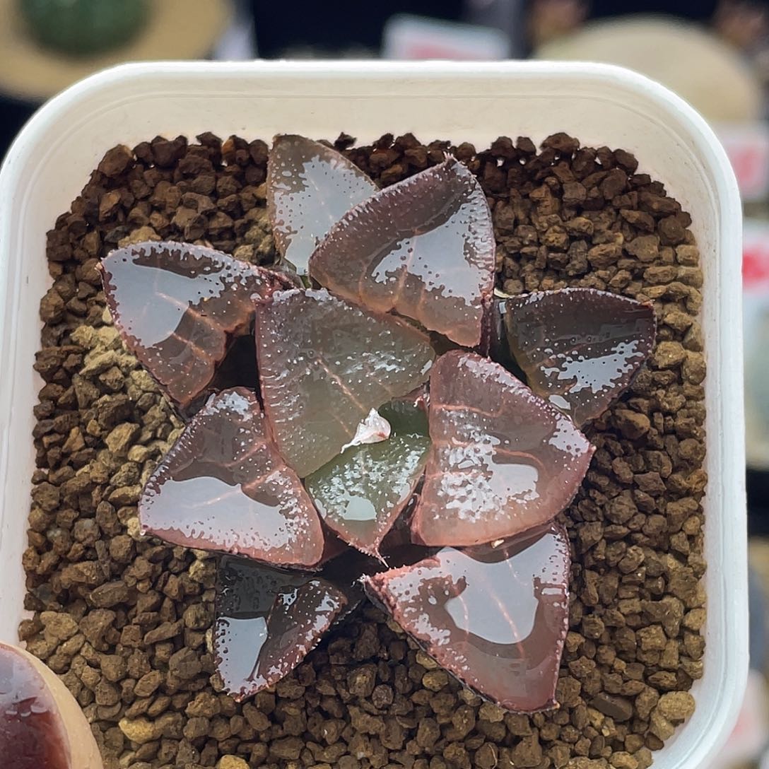 实生紫肌透窗寿仙人球多肉