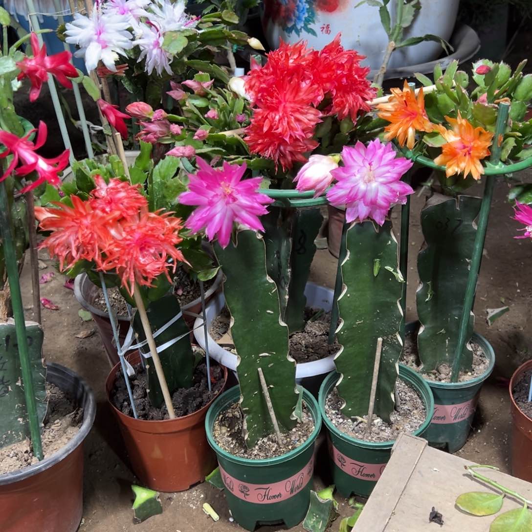 用****2叶仙嫁接两层重瓣带花架028和037