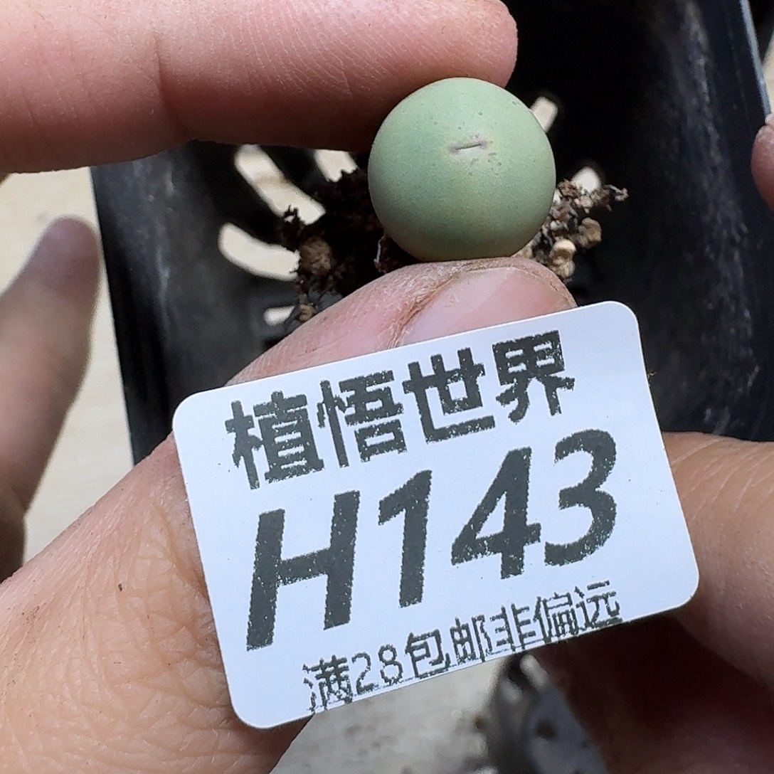 多肉植物的人生fgb