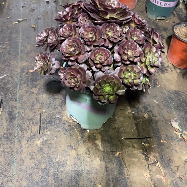 15魅金多肉植物多肉