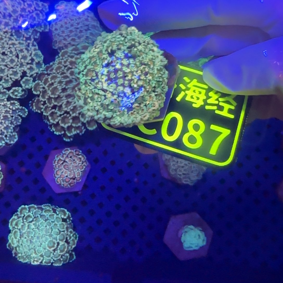 。***f纽扣珊瑚晓晓不包邮幻彩茉莉C087