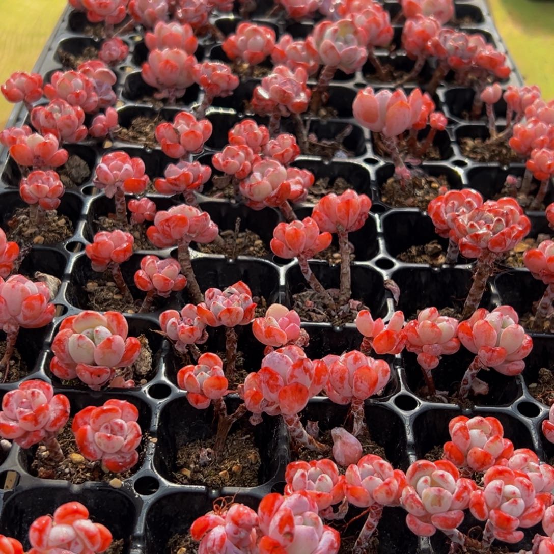 687多肉葡萄的味道真的是很不错