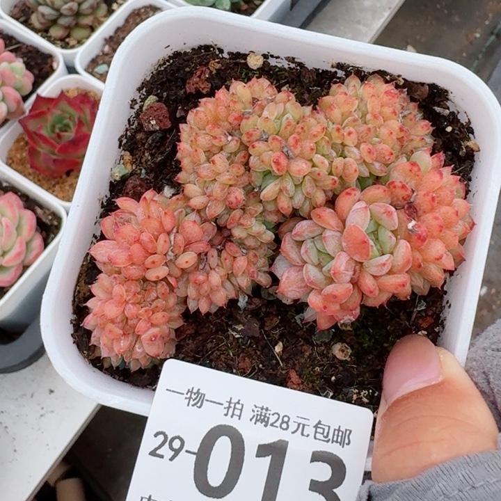 白胖子缀化多多肉多肉多肉植物