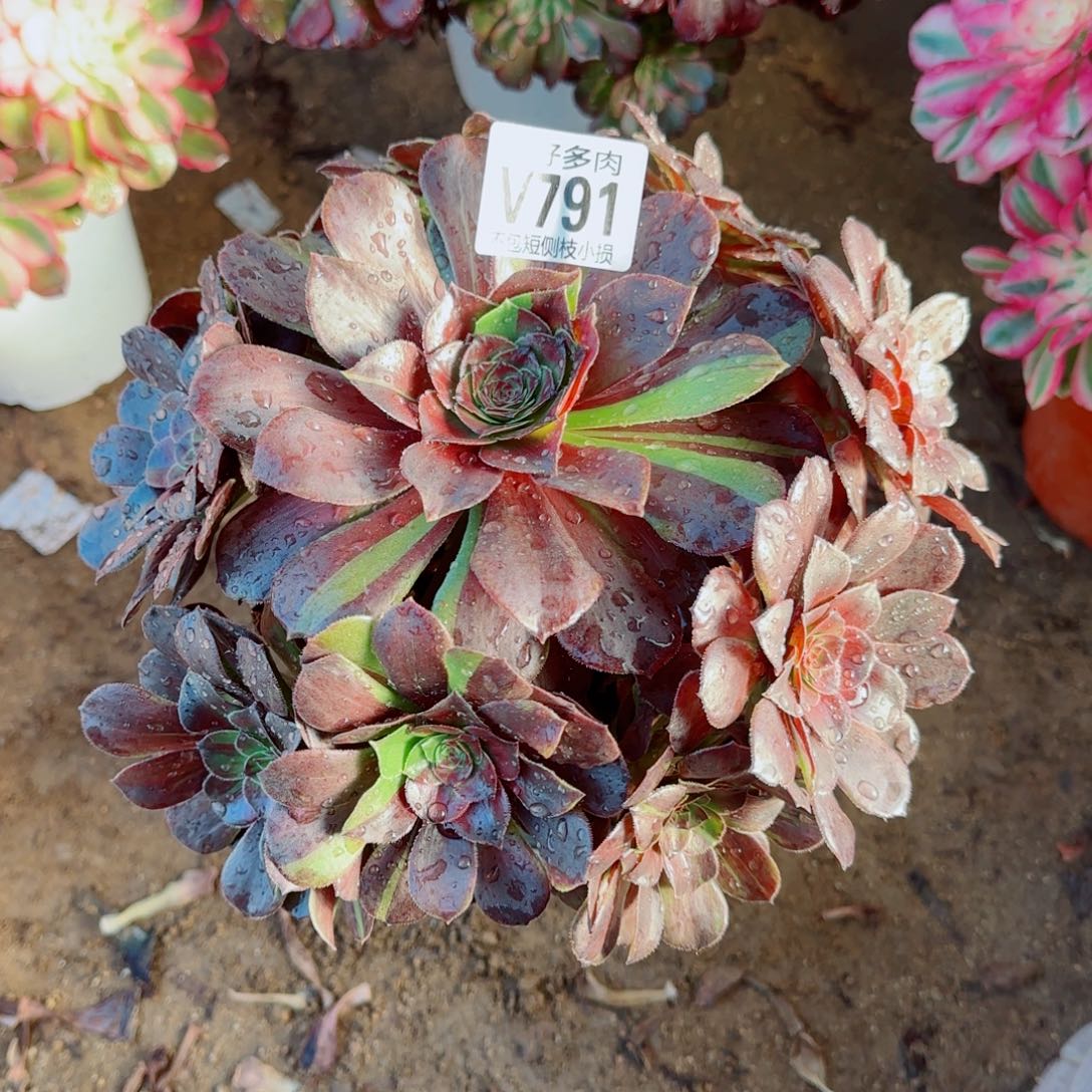 花月夜法师791冠幅22