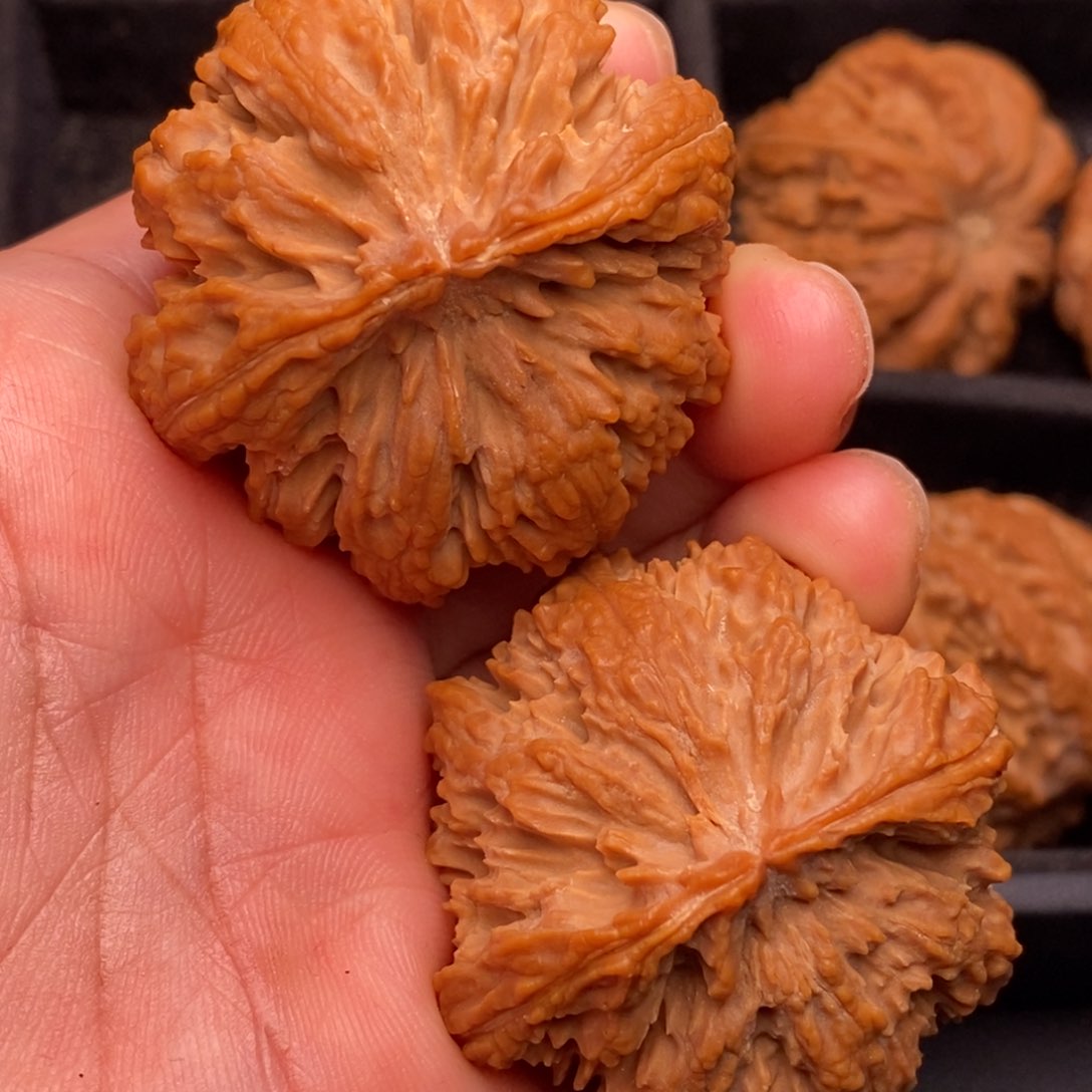 文玩核桃把件秦岭野生核桃