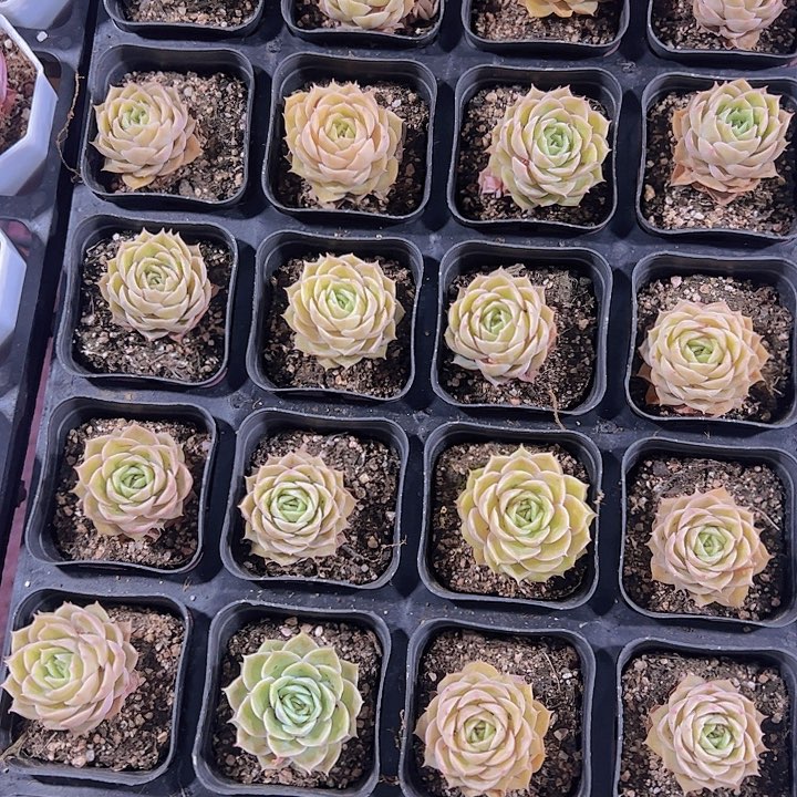 昂斯诺精品多肉植物