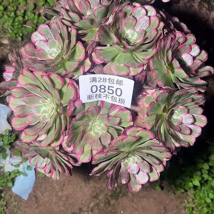 0850霁月丛林多肉植物