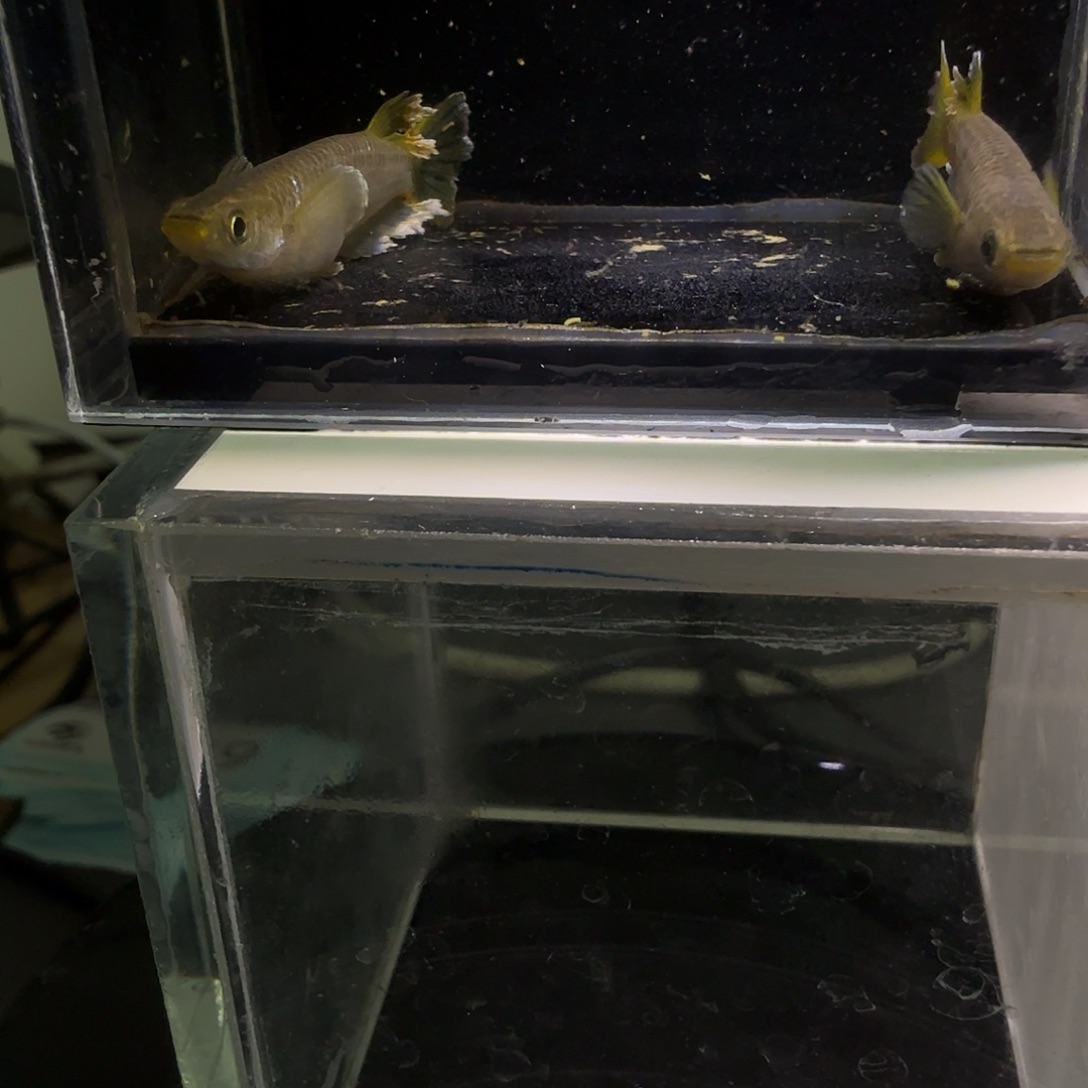 青鳉鱼一物一拍849