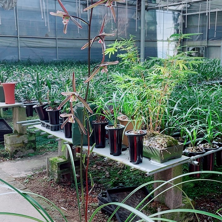 向***花无花朵一物一漂亮开