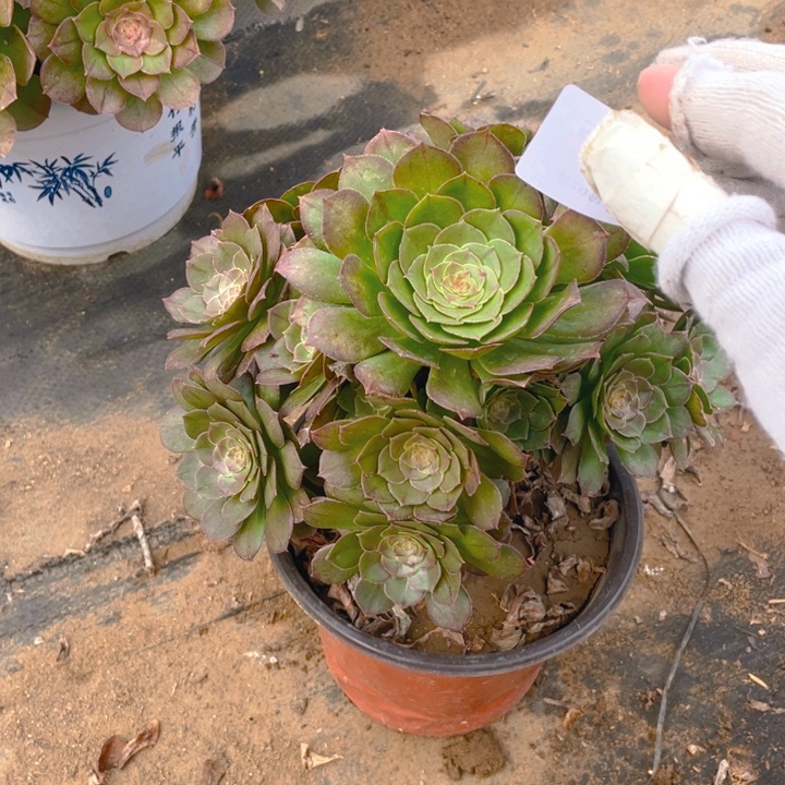 507万法师多肉断枝不售后