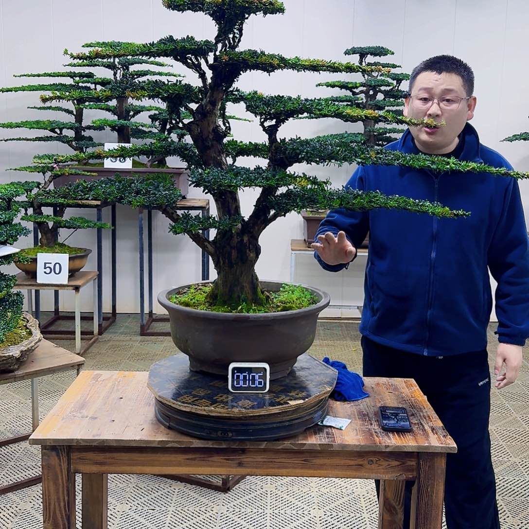 无花朵红芽罗汉松造型盆景