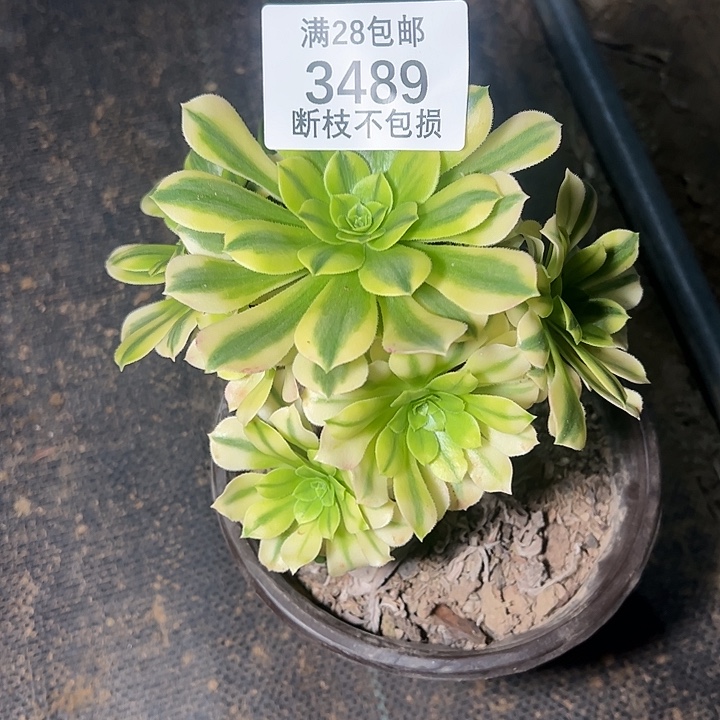 三****3489金丝翡翠多肉植物