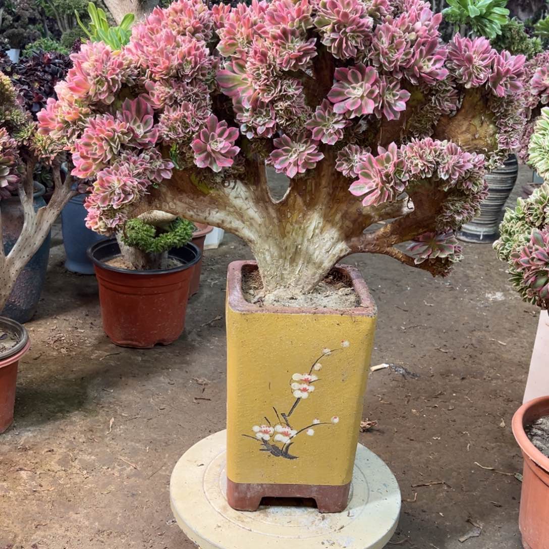 精品法师福利多多