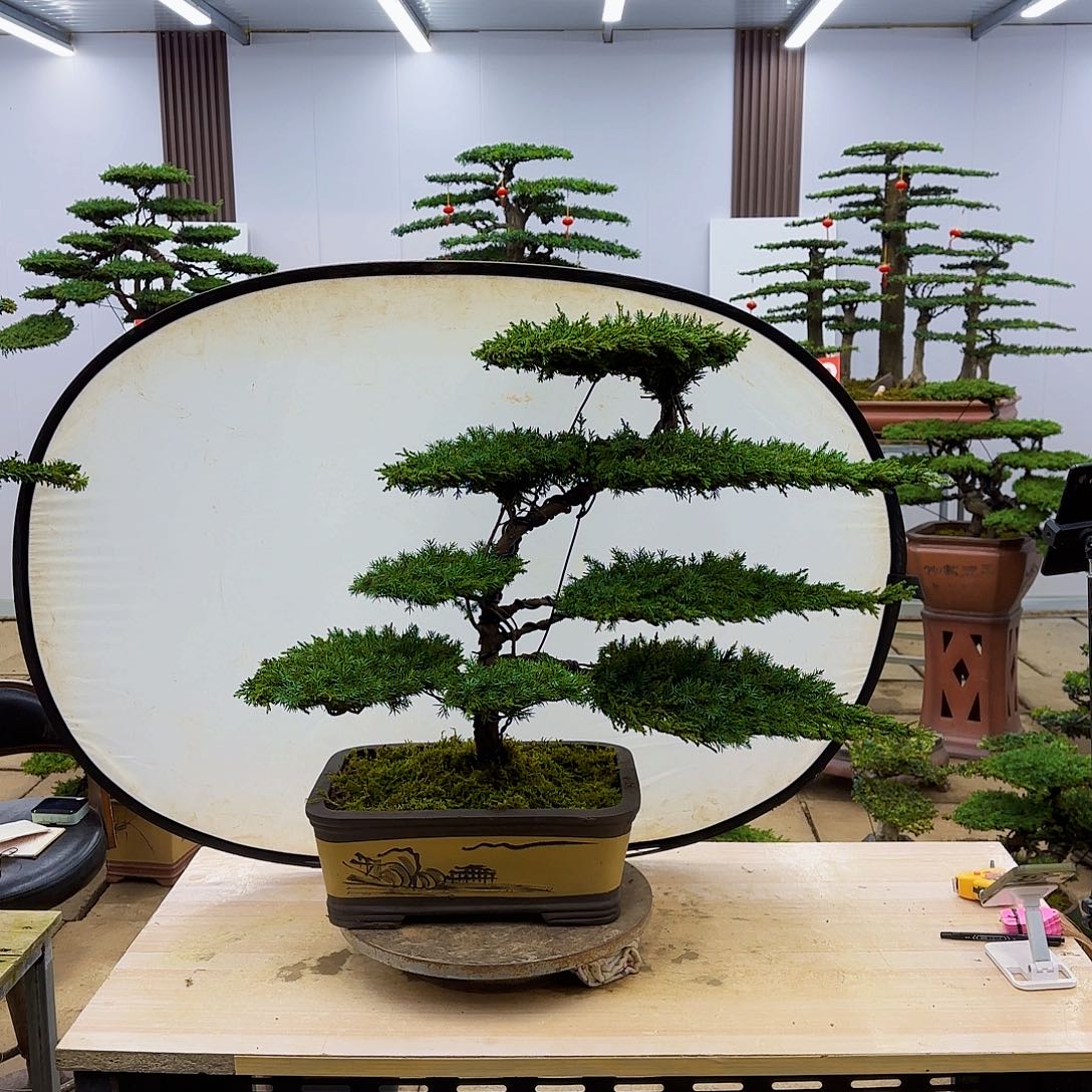 盆景直播间一物一拍