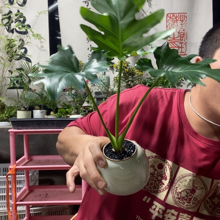 念***念以实际为准盆景盆栽绿植7