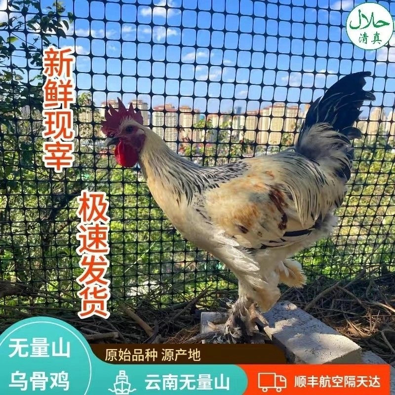 云南高山散养青脚公鸡五谷杂粮喂养新鲜现宰杀大公鸡土鸡云南土鸡