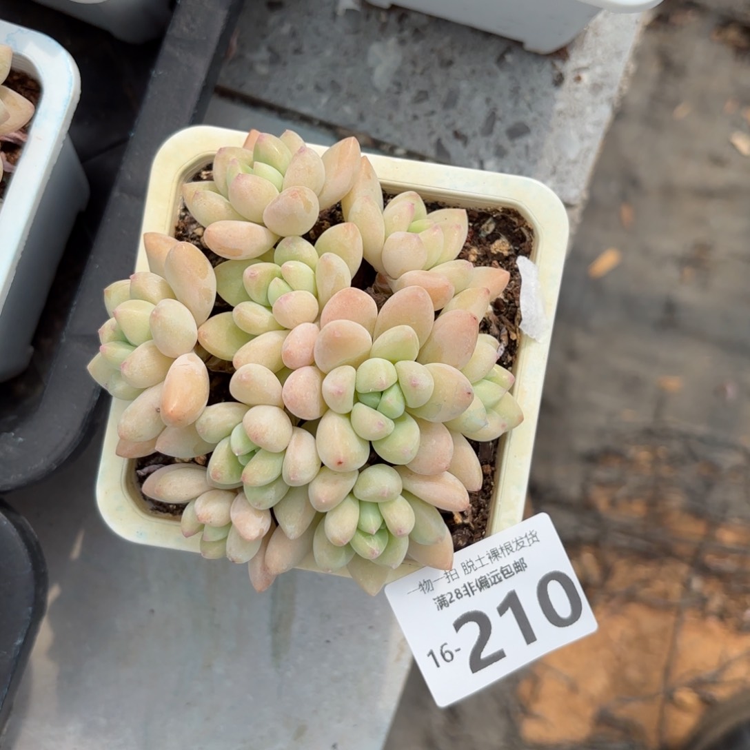 奶酪蛋糕整桩多肉