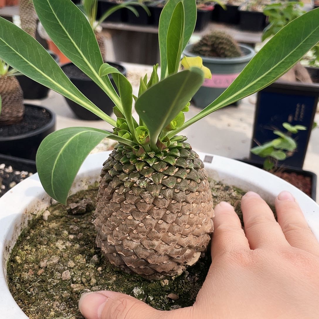 品**生66666666666666666666666