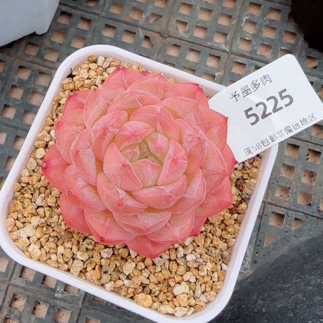 美心，5225多肉植物