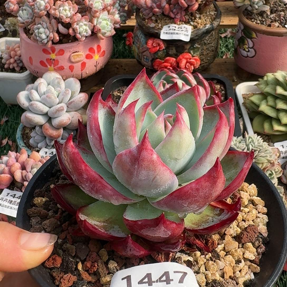 1447一物一拍（满28包邮）