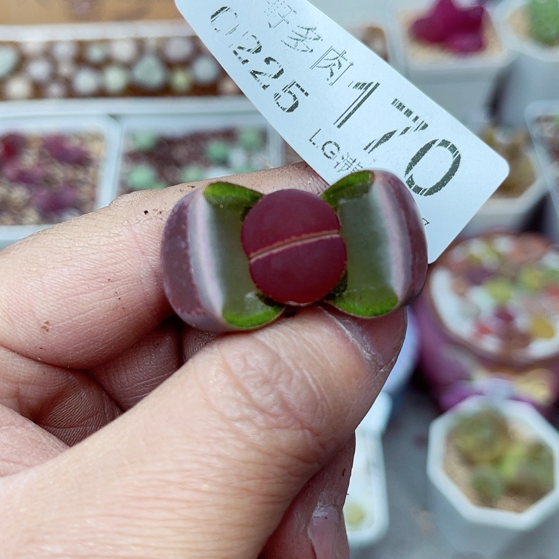 郎哥多肉生石花25-170