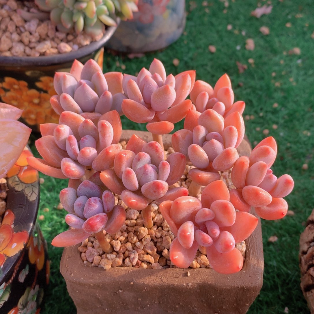 珍舞美人12 公分一物一拍